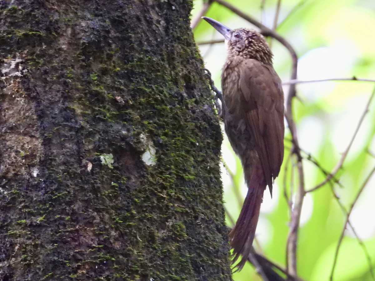 Piping Woodcreeper - ML639926885