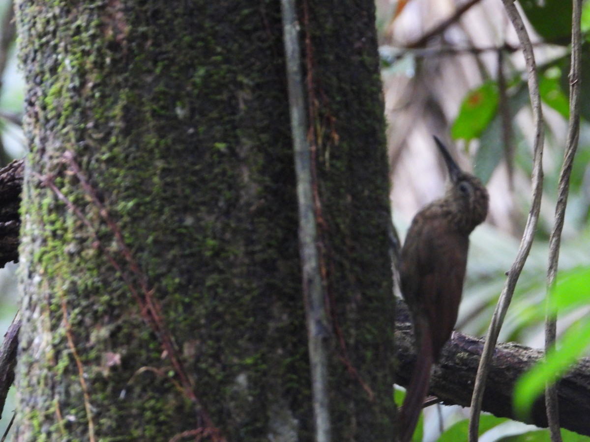 Piping Woodcreeper - ML639926886
