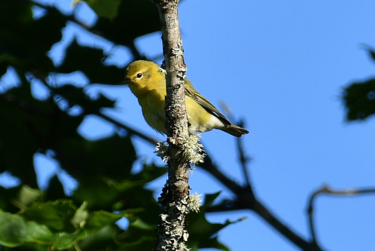 Tennessee Warbler - ML639926895