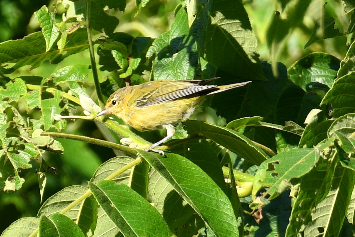 Tennessee Warbler - ML639926896
