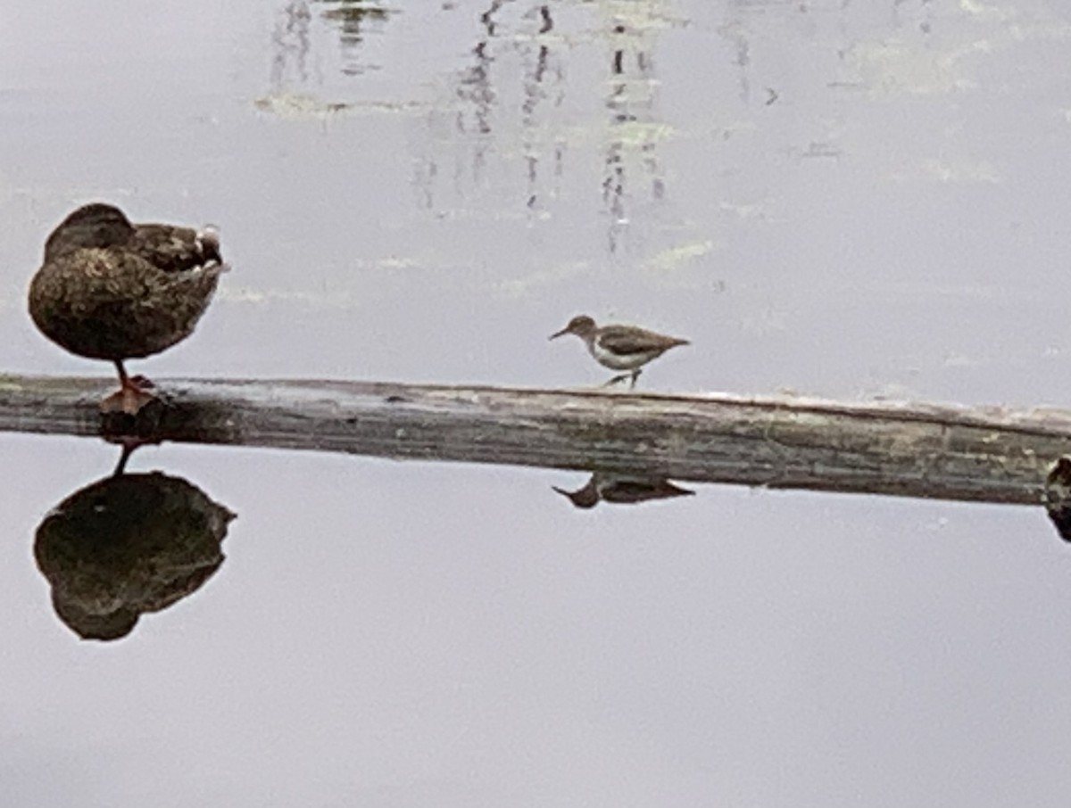 Spotted Sandpiper - ML639926897