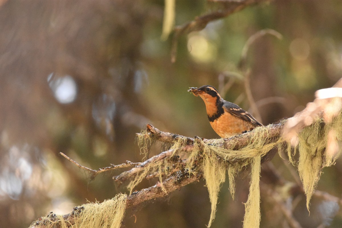 Varied Thrush - ML639926899