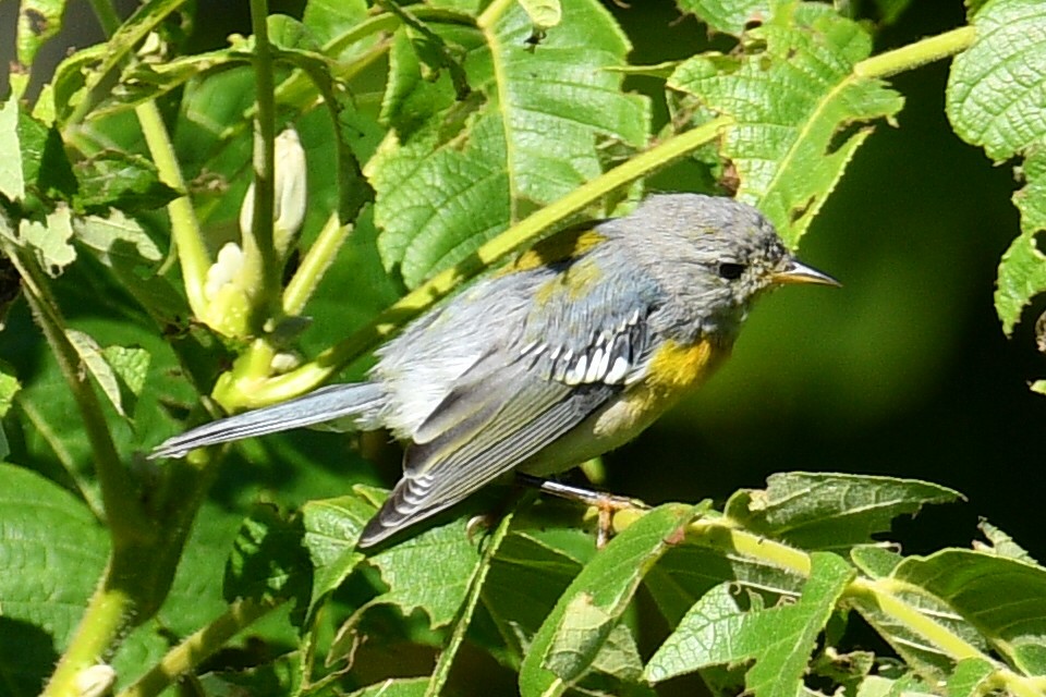 Northern Parula - ML639926904