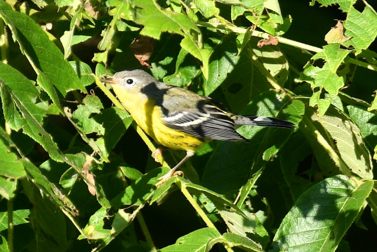 Magnolia Warbler - ML639926914