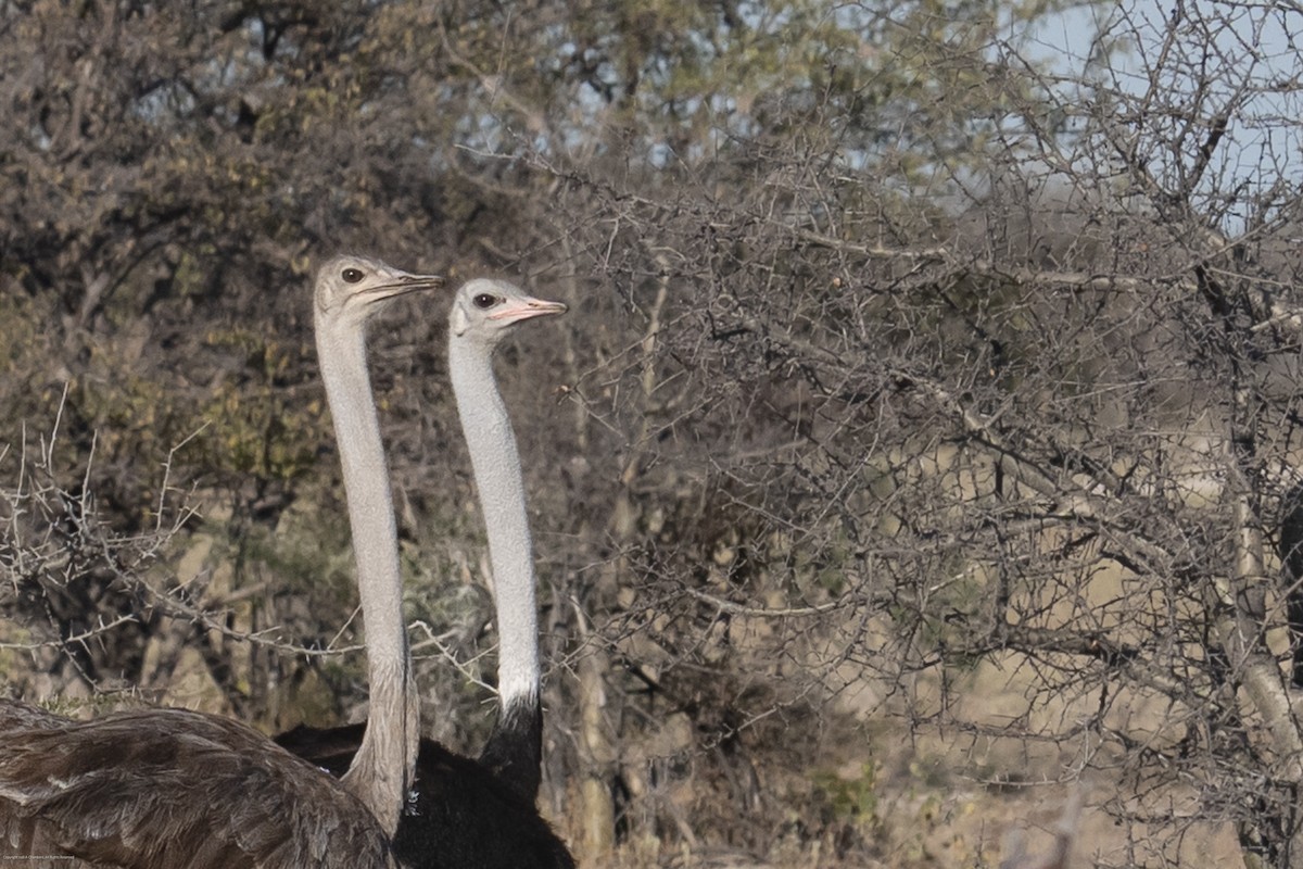 יען אפריקני - ML639926917