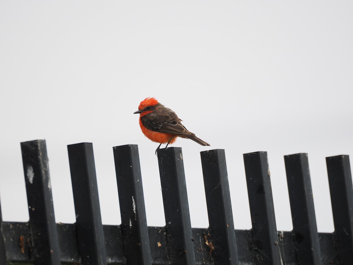 Vermilion Flycatcher - ML639926923