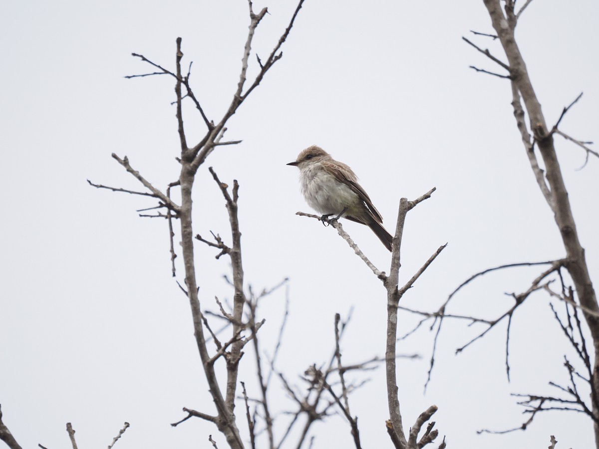 Vermilion Flycatcher - ML639926924