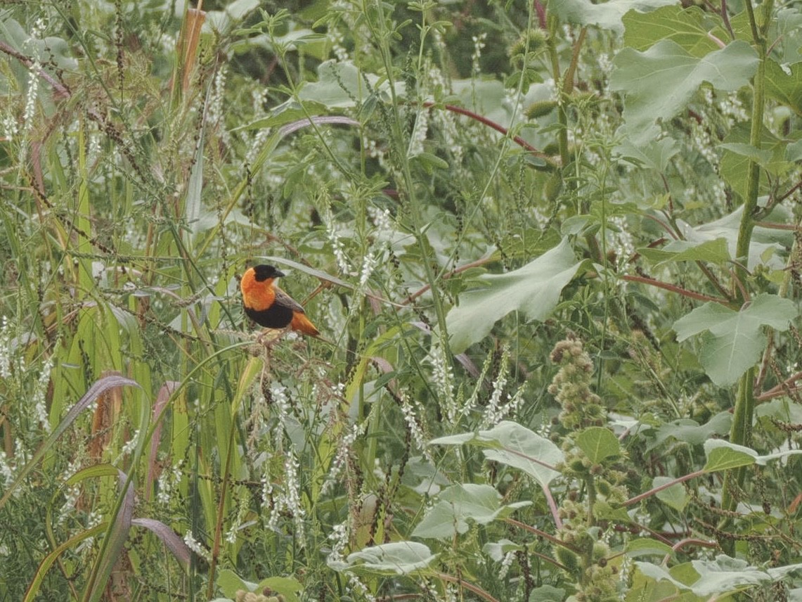 snovač oranžový - ML639926948