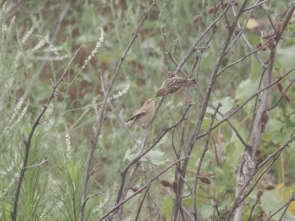 snovač oranžový - ML639926949