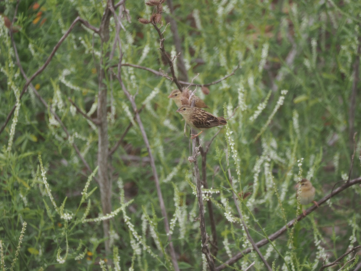 snovač oranžový - ML639926950