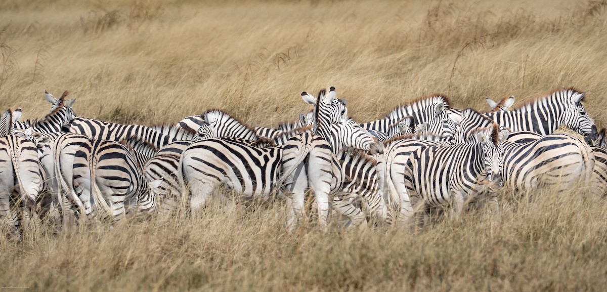 זברה מצויה - ML639926957