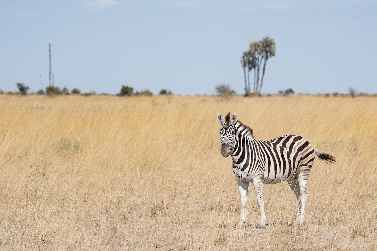 זברה מצויה - ML639926958