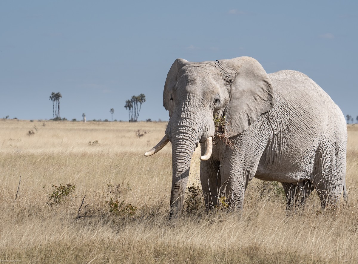 פיל סוואנה אפריקני - ML639926959