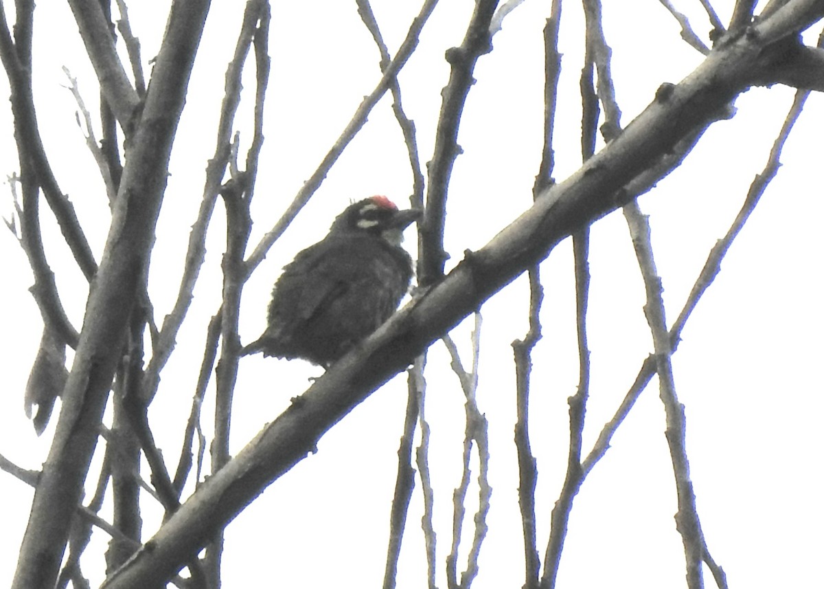 Coppersmith Barbet - ML639926964