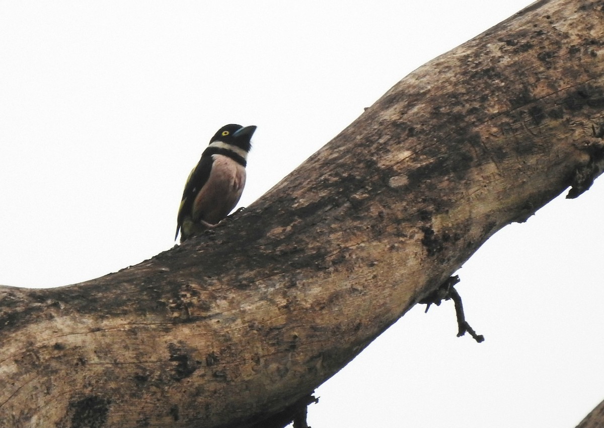Black-and-yellow Broadbill - ML639926979