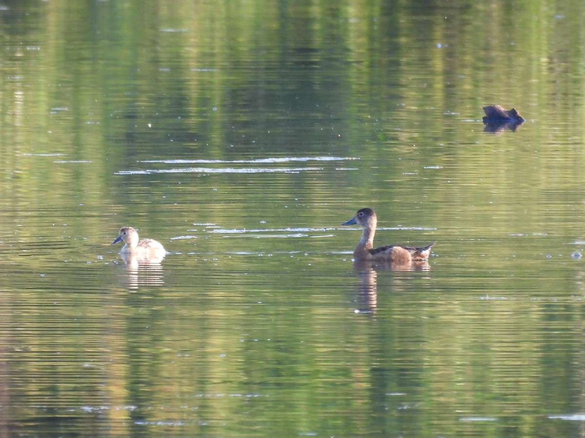 Ring-necked Duck - ML639927009