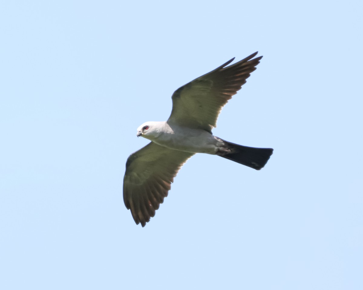 Mississippi Kite - ML639927031