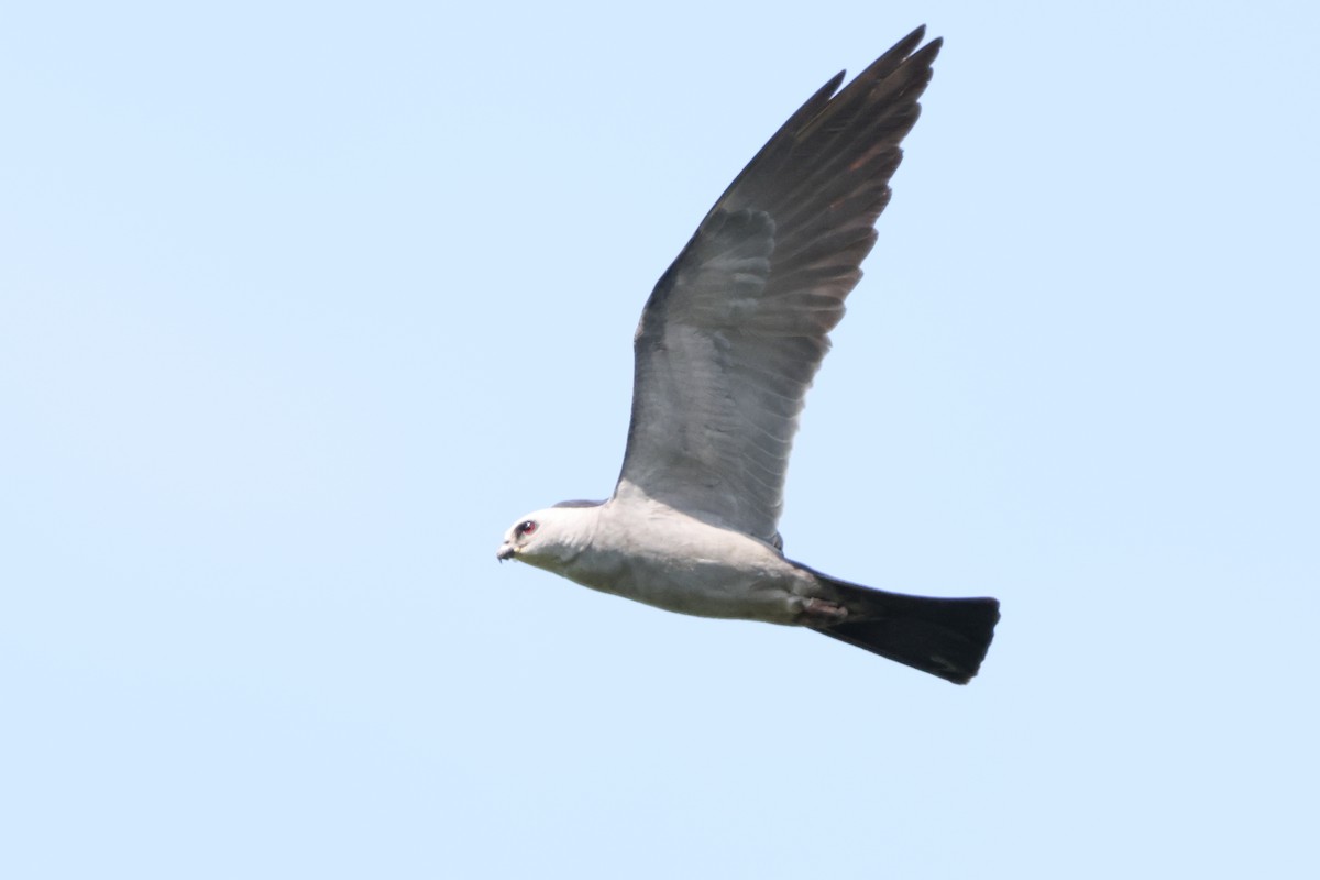 Mississippi Kite - ML639927043