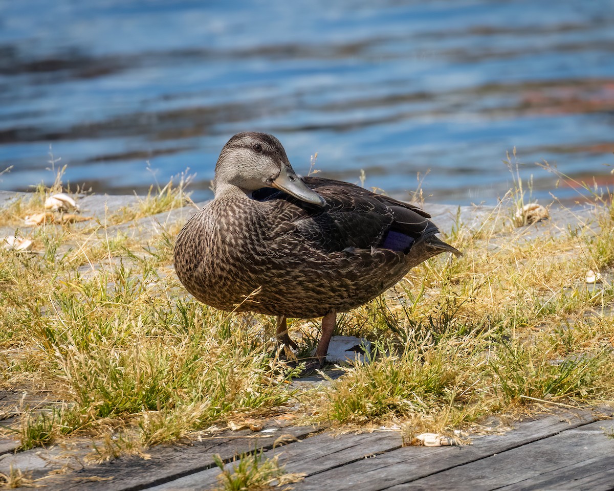 American Black Duck - ML639927049