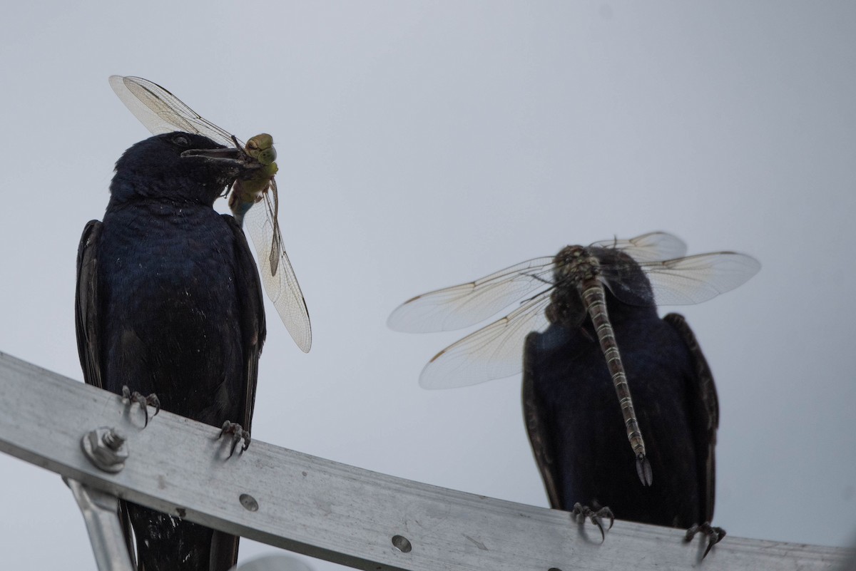 Purple Martin - ML639927073