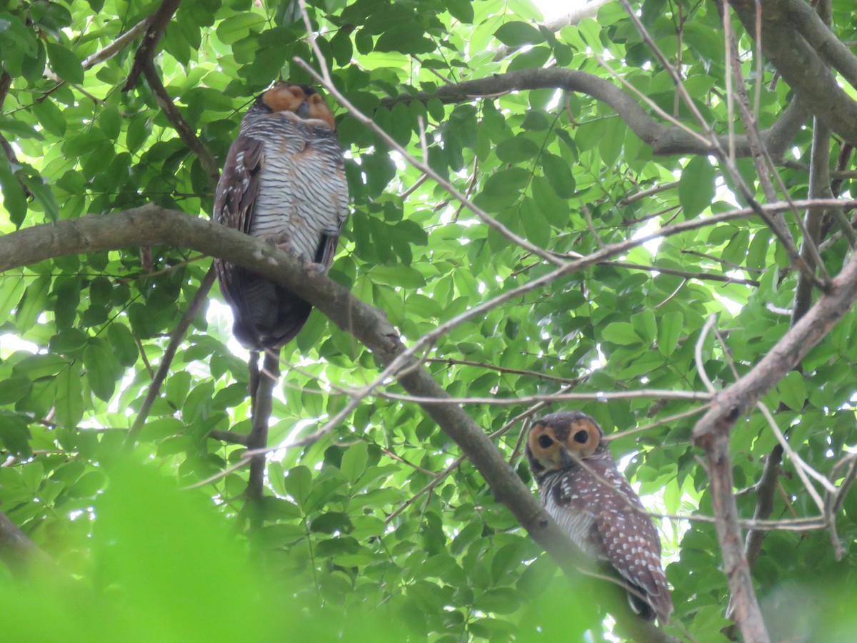 Spotted Wood-Owl - ML639927137