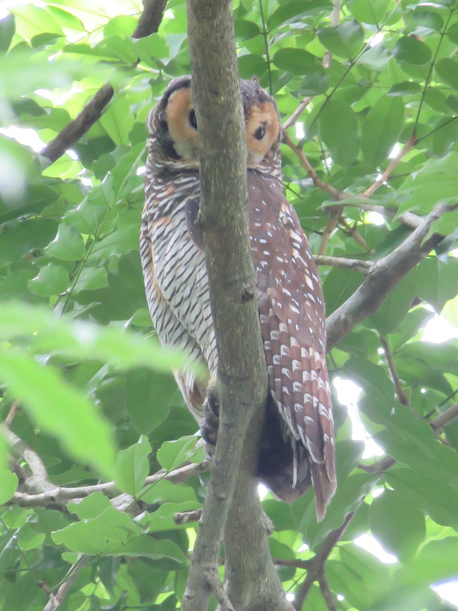 Spotted Wood-Owl - ML639927138