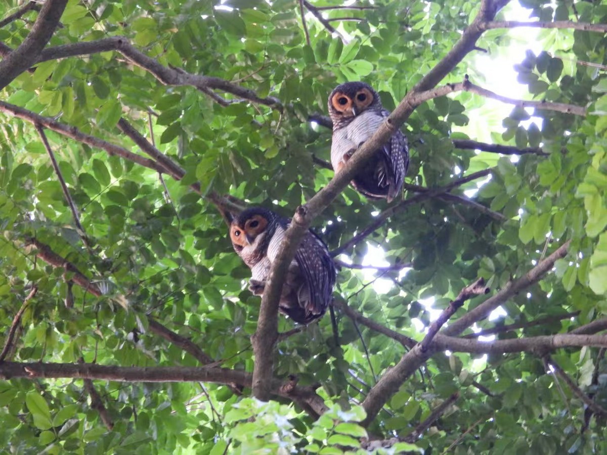 Spotted Wood-Owl - ML639927198