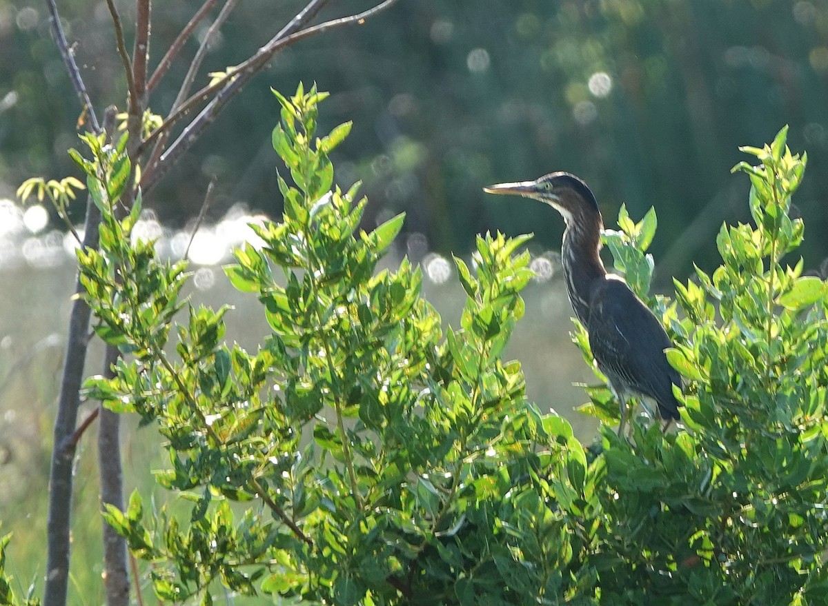 Green Heron - ML639927270