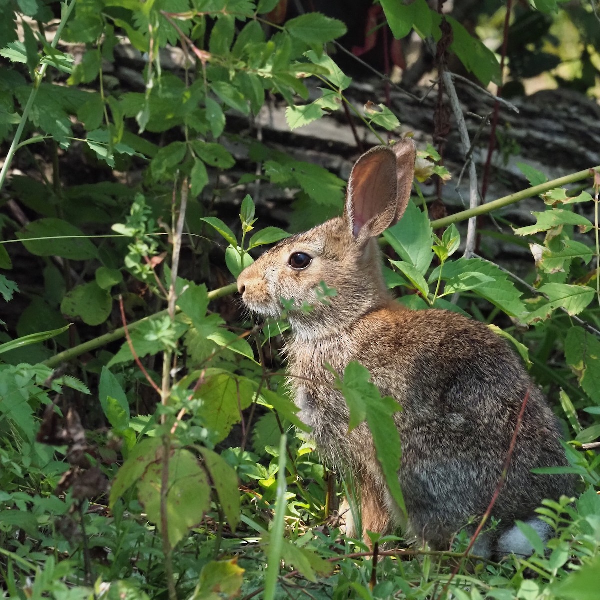 Eastern Cottontail - ML639927301