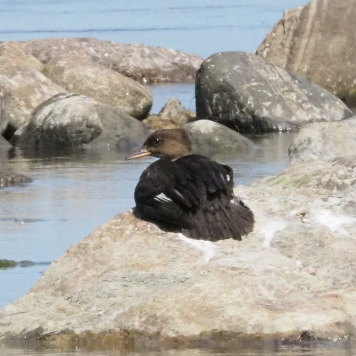 Hooded Merganser - ML639927324