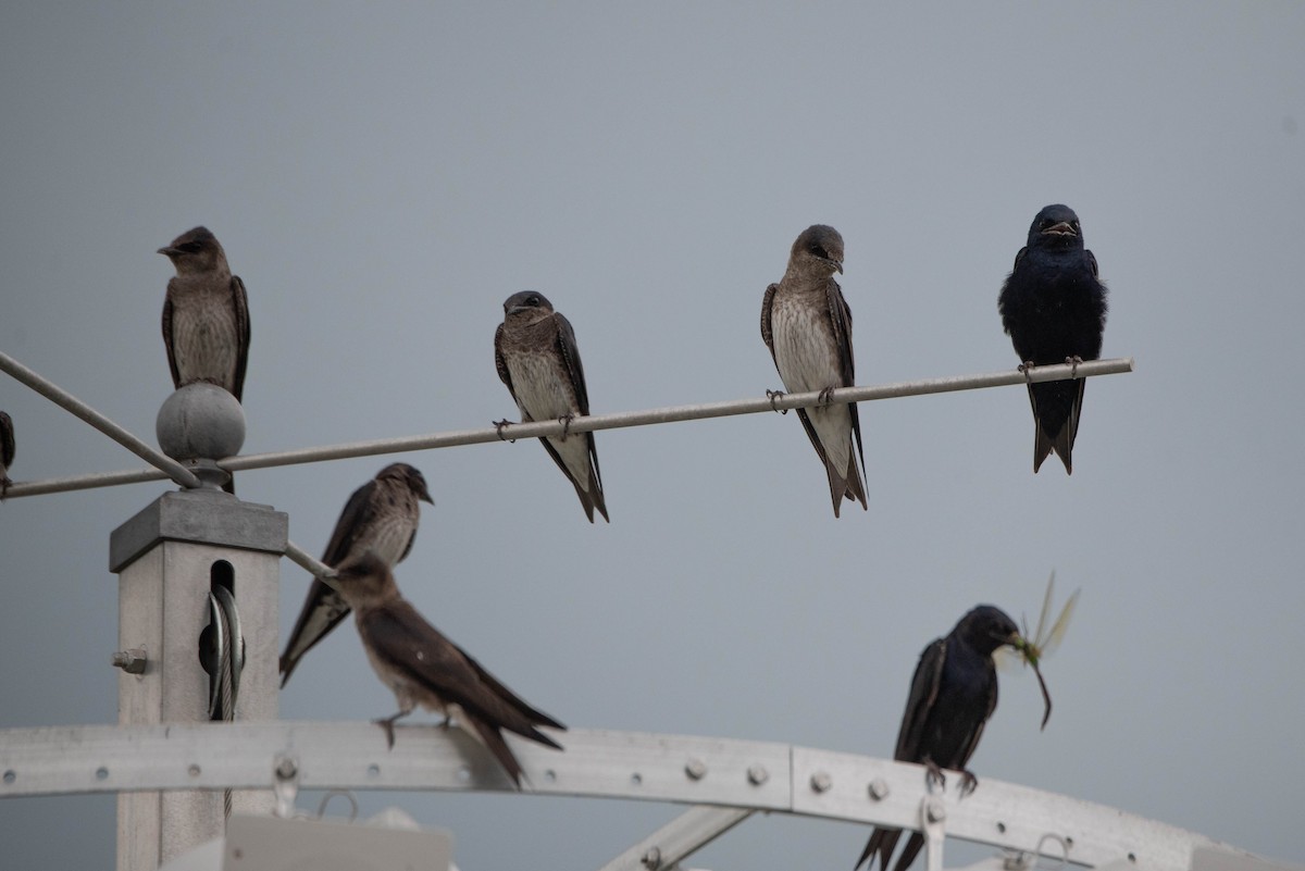 Purple Martin - ML639927337