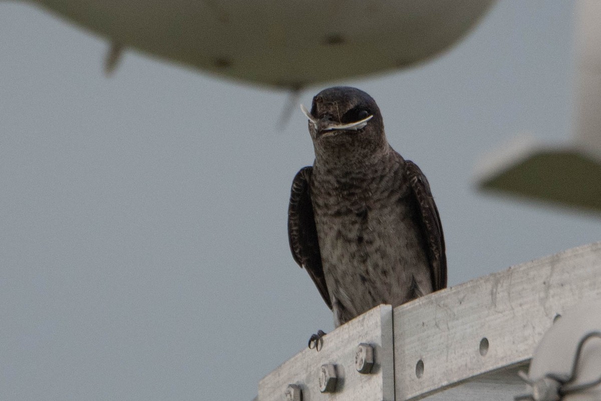 Purple Martin - ML639927374