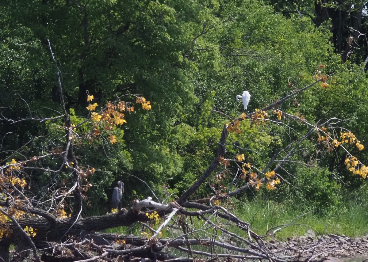 Great Egret - ML639927404