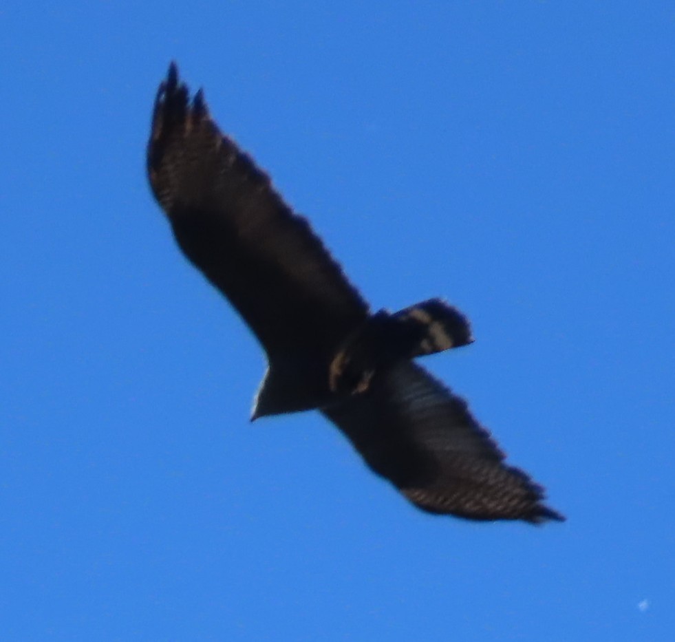 Zone-tailed Hawk - ML639927437