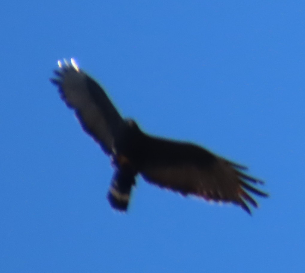 Zone-tailed Hawk - ML639927438