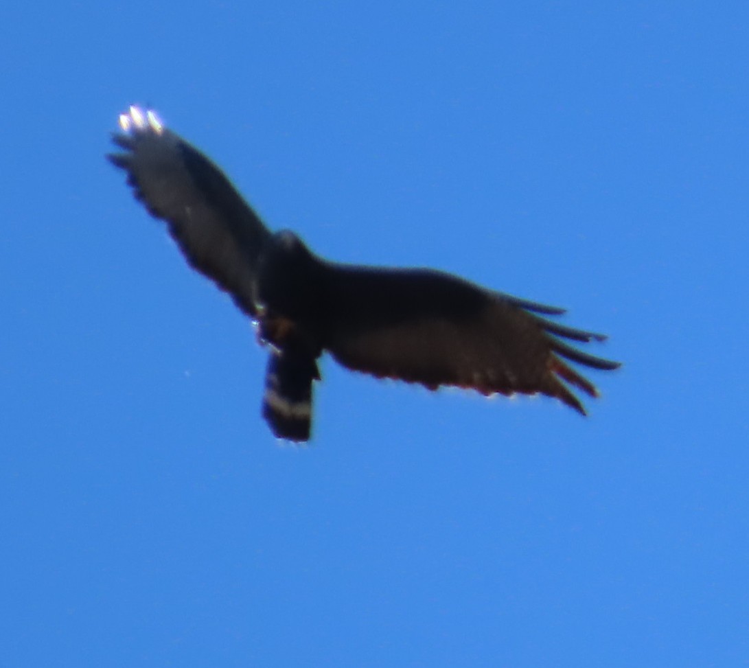 Zone-tailed Hawk - ML639927439