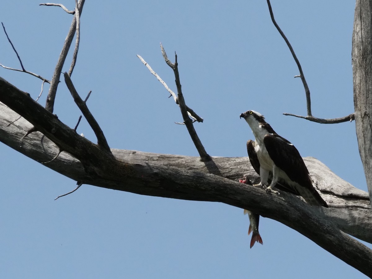 Osprey - ML639927441