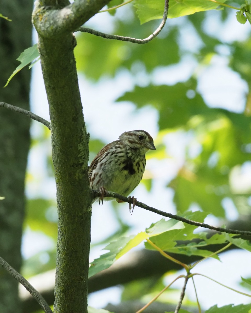 Song Sparrow - ML639927456