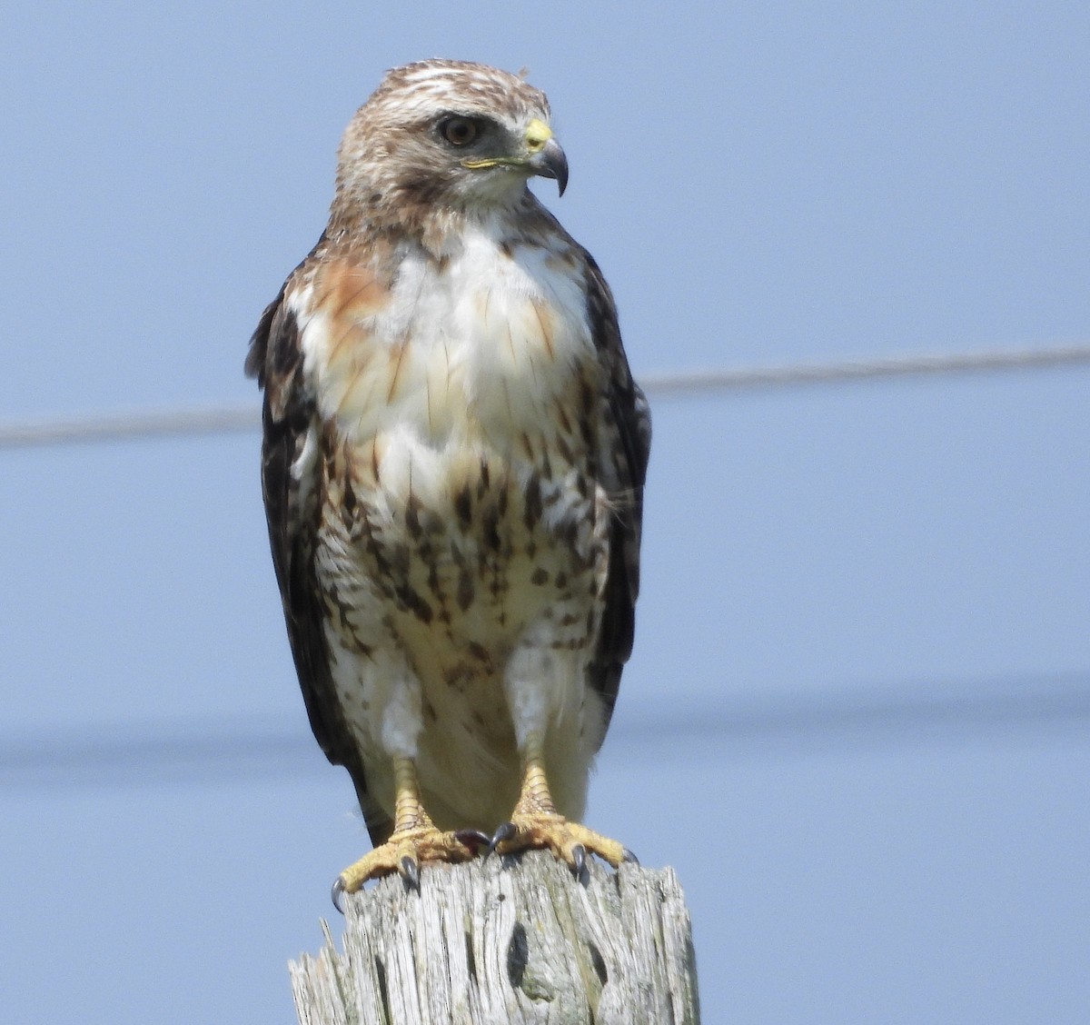 Red-tailed Hawk - ML639927457