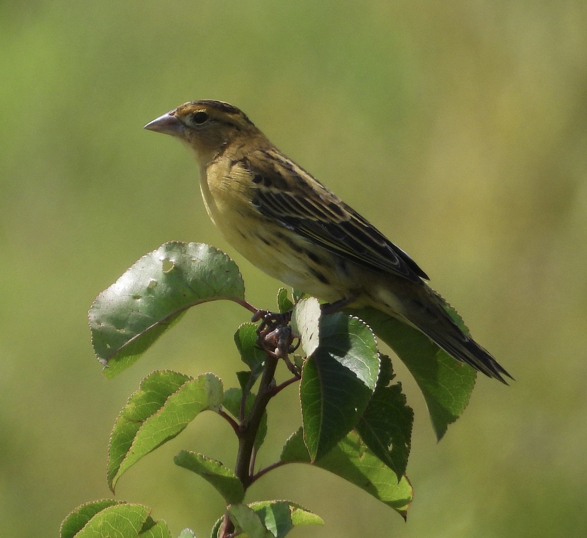 Bobolink - ML639927509