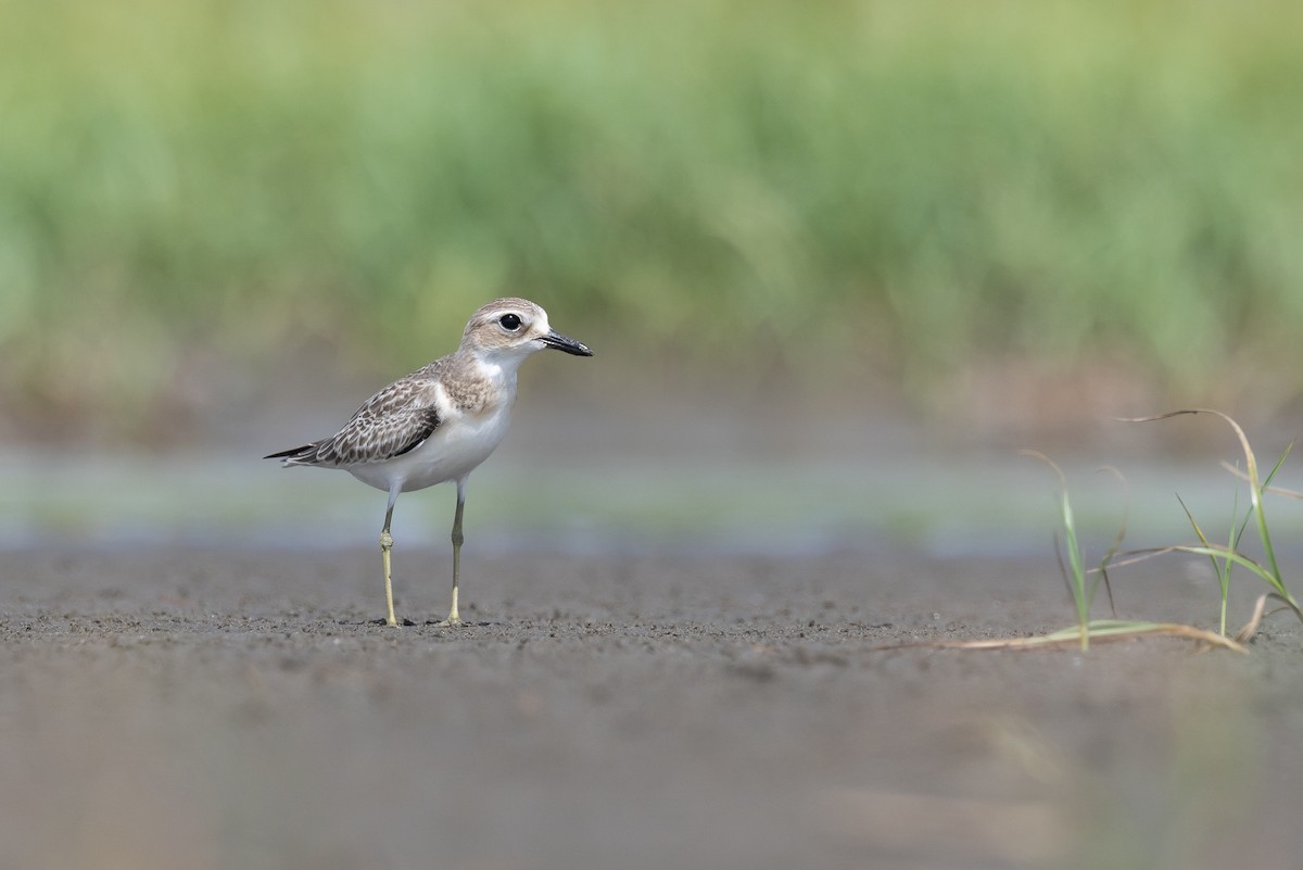Greater Sand-Plover - ML639927517