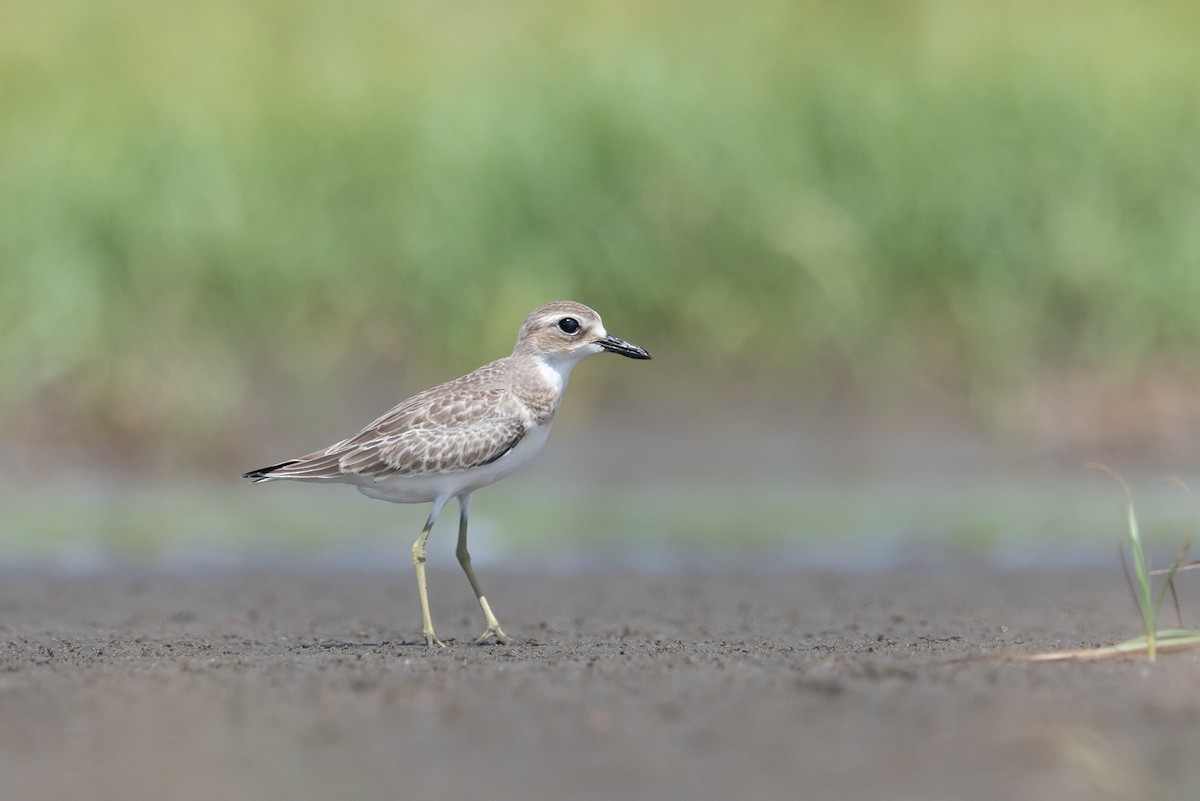 Greater Sand-Plover - ML639927520