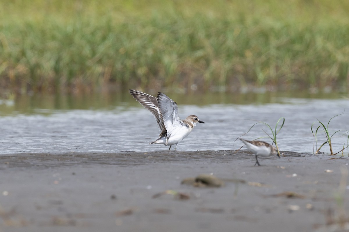 Greater Sand-Plover - ML639927522