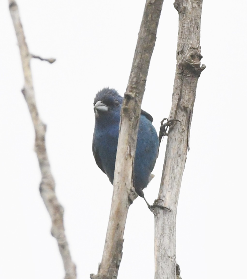 Indigo Bunting - ML639927540