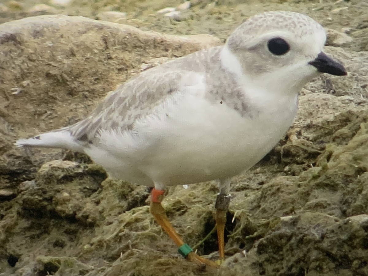 kulík pisklavý - ML639927646