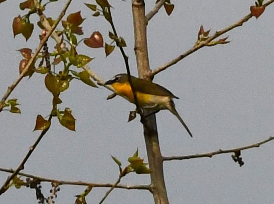 Yellow-breasted Chat - ML639927658