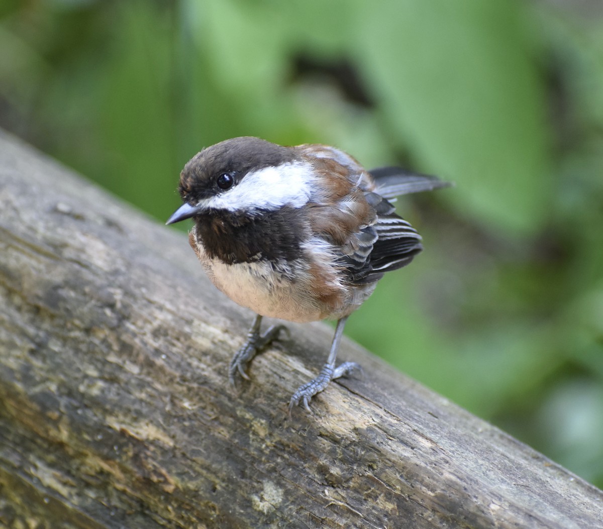 Chestnut-backed Chickadee - ML639927683