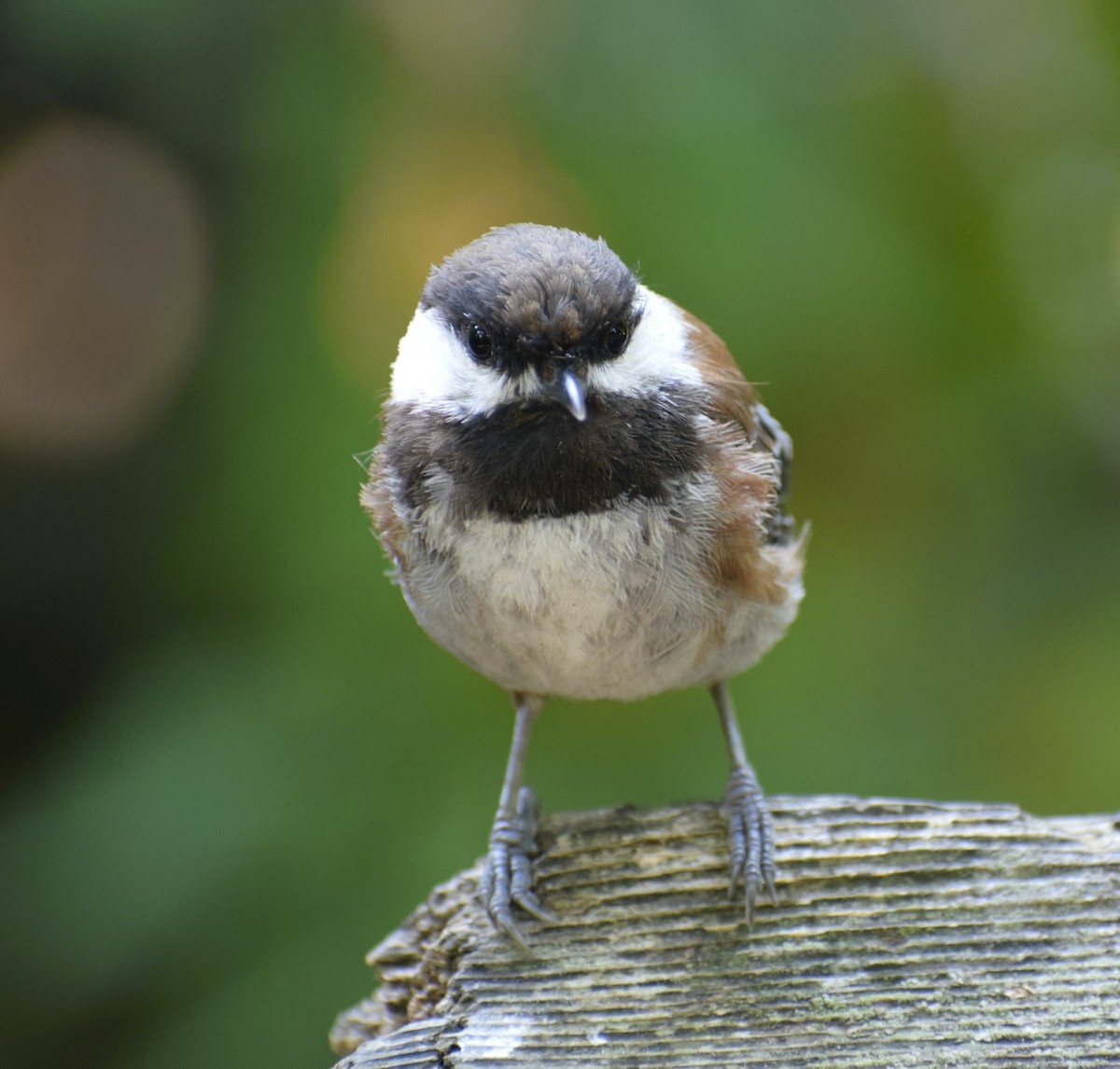 Chestnut-backed Chickadee - ML639927708