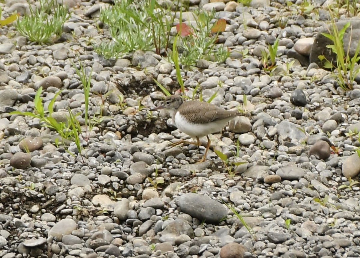 Spotted Sandpiper - ML639927717