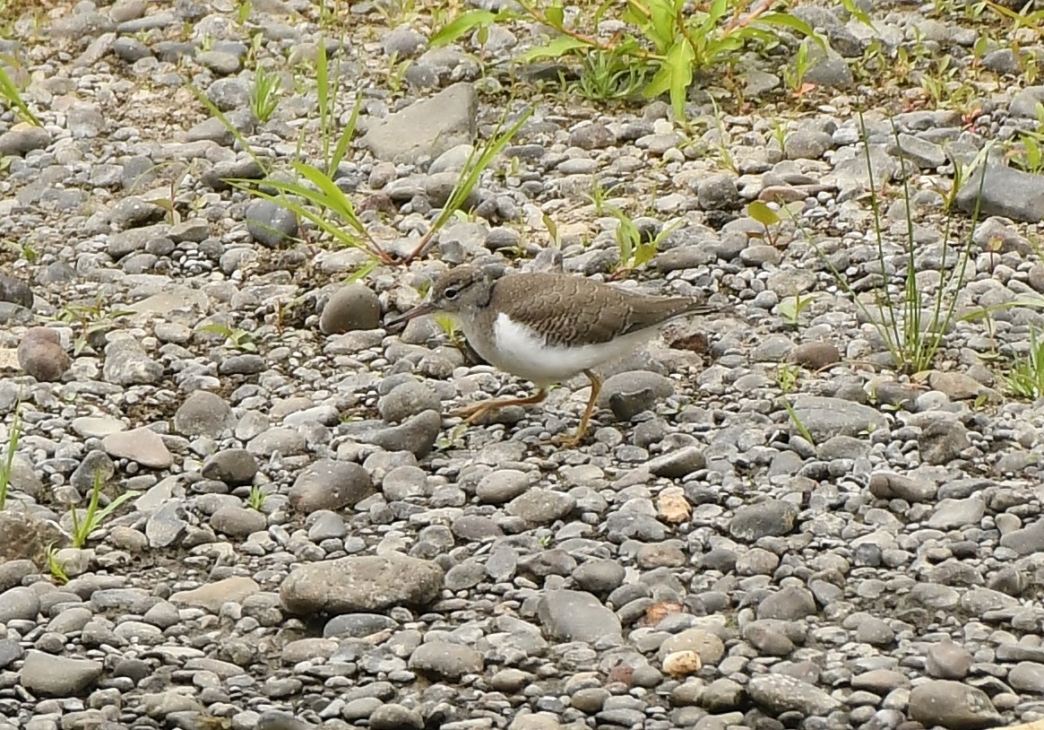 Spotted Sandpiper - ML639927719
